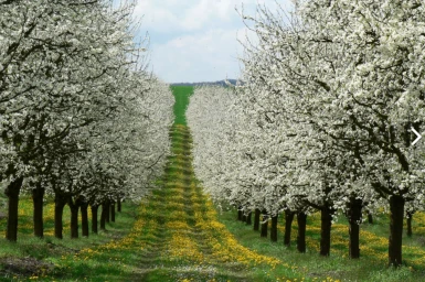 Arbres fleuris